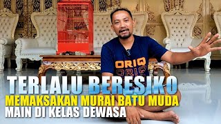 Walaupun mampu tapi ini terlalu beresiko murai muda main di kelas dewasa