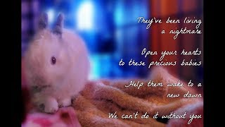 So touching: A Lullaby For Three Brave Bunnies screenshot 5