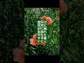 【外来種】ナガミヒナゲシは、ただ抜けば終わる草ではありません。出てきた理由を見れば、土地の扱い方も変わってきます。