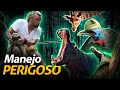 TEM BICHO QUE É SÓ NA PORRADA! | RICHARD RASMUSSEN