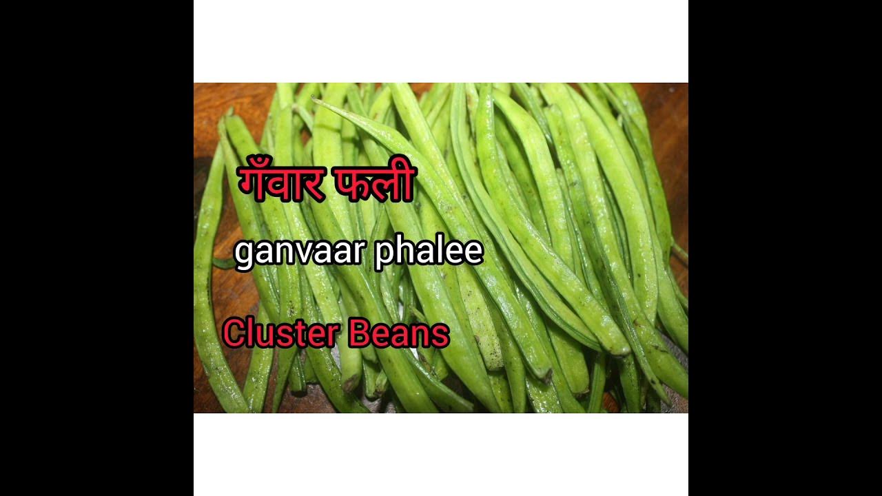 CLUSTER BEANS MEANING IN HINDI WITH PICTURE. CLUSTER BEANS MATLAB KYA
