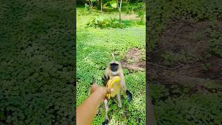 Hanuman Ji ki Jay Ho 🐒 #bajrang #hanuman #monkey #trending #shorts