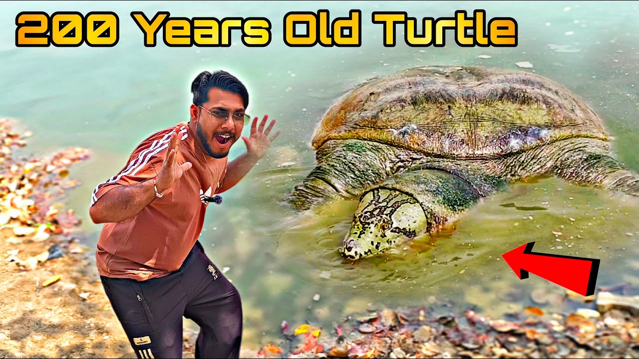 इस तालाब में रहते है हजारों साल पुराने कछुए |Thousands of years old turtles live in this pond?