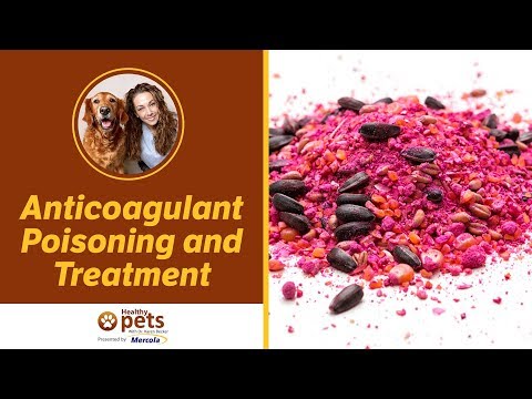 Video: Anticoagulant Poisoning Sa Cats