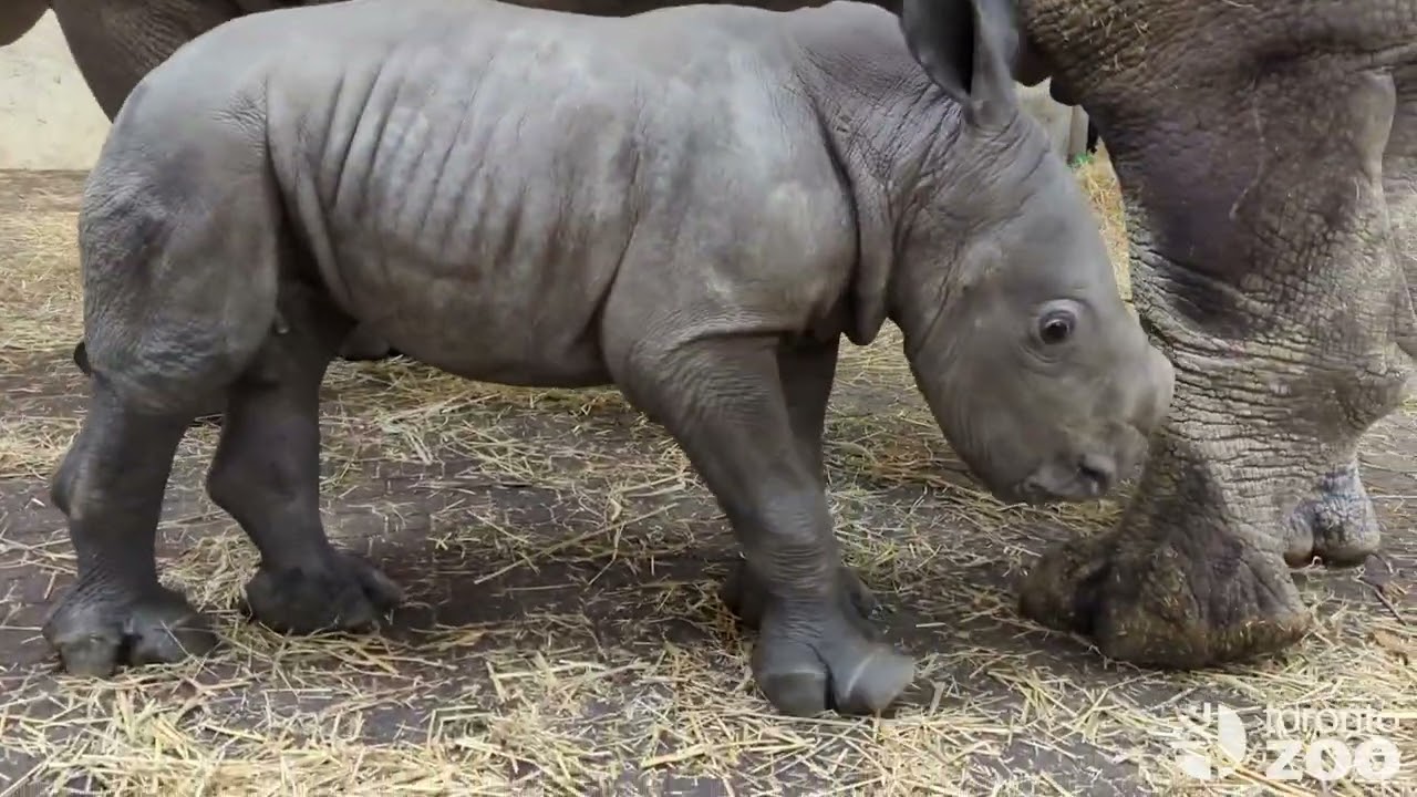 Baby Rhino Playtime- Endangered White Rhino Calf at Toronto Zoo
