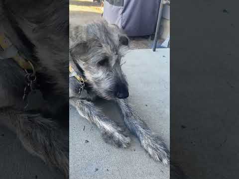 Irish wolfhound does