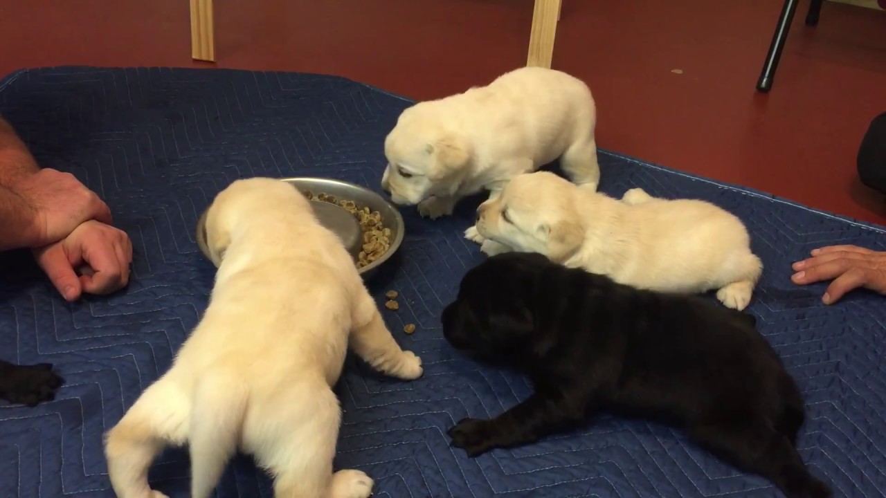 when can you feed puppies solid food