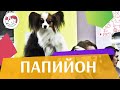 Континентальный той-спаниель (папийон) на ilikepet. Особенности породы, уход