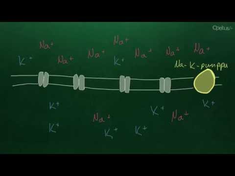 Video: Miten sydämen toimintapotentiaali etenee sydämen läpi?