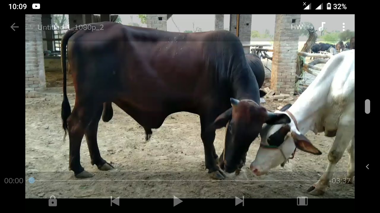 Animals farming in Pakistan Beautiful cows most watch