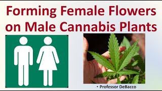 Forming Female Flowers on Male Cannabis Plants