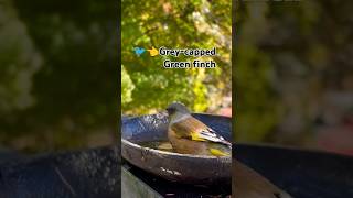 Grey-Capped Greenfinch Bathing