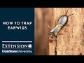 How to Trap Earwigs