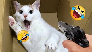 Funny Dogs And Cats Videos 2024 😹🐶 TRY NOT TO LAUGH😍