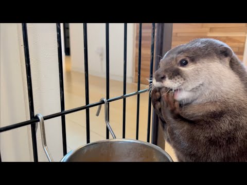??????? ?????????????????? Eat, drink, rest otter