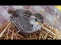 Gorrión caído del nido (Día 8)