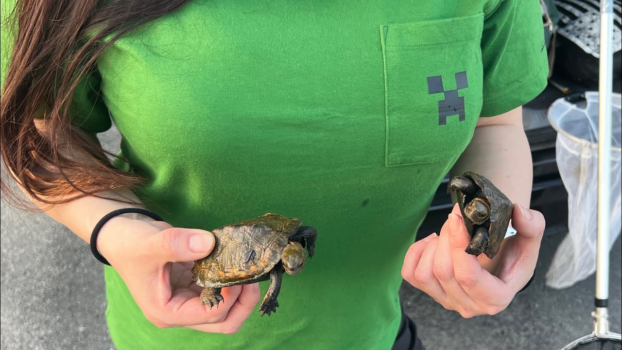 ニホンイシガメもりもりの川