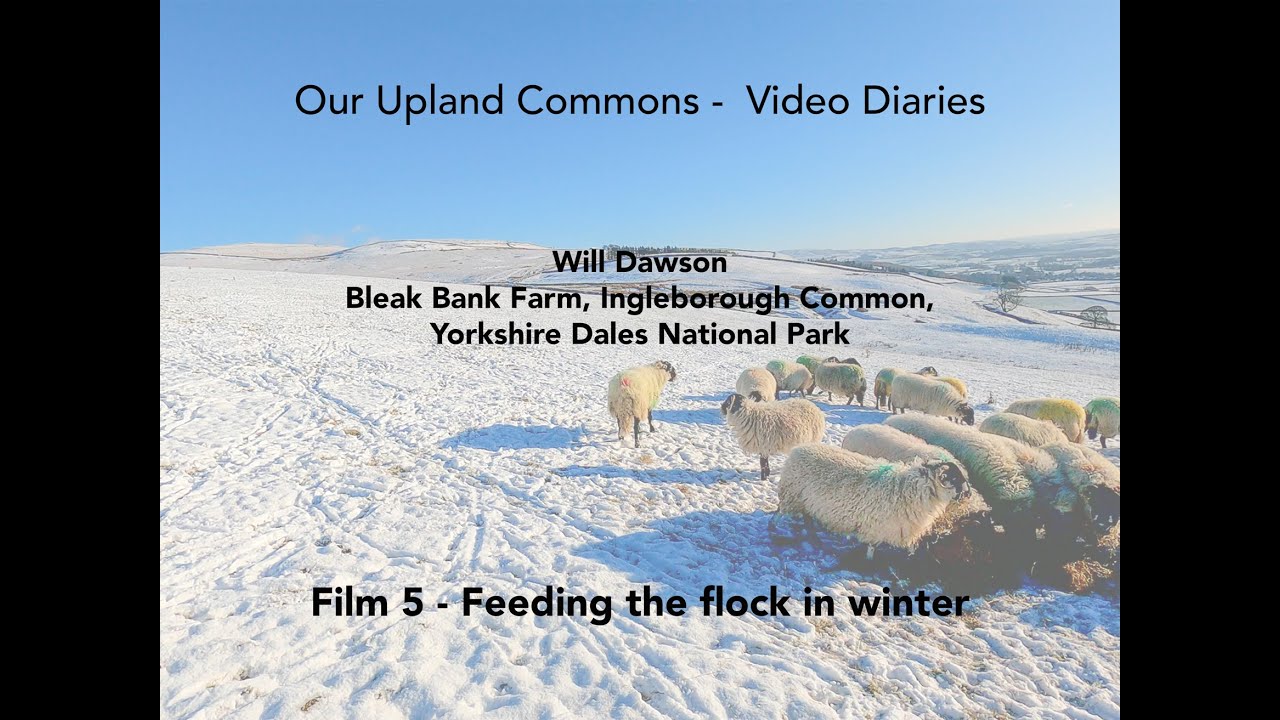 Video Diary, Will Dawson, Bleak Bank Farm, Film 5 - Feeding the flock in winter