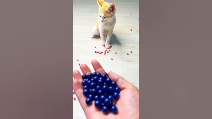 Watch the video about Reverse Cats Videos 🐈😻❤️ #baby #funny #cutebaby #asmr #cat #beautiful #cute