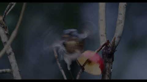 Skógurinn 7/12/2025