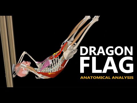 The Dragon Flag | Anatomical analysis