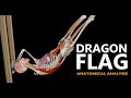 The Dragon Flag | Anatomical analysis