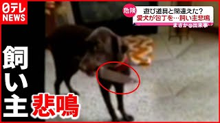 【まさか】“包丁をくわえた”愛犬…飼い主タジタジ　アメリカ