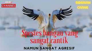 fakta unik dan menarik Siberian crane, spesies burung bangau