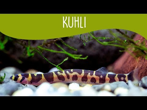 🔴20 PEIXES QUE VIVEM COM COBRINHA KUHLI, Mr. Betta