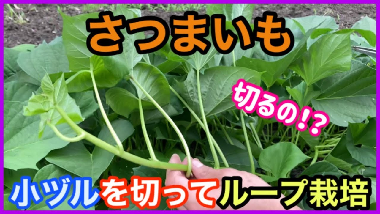 Sweet potato] How to increase many seedlings from one seedling