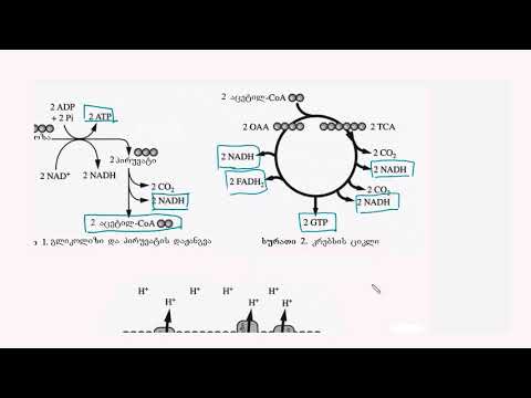 2015 ბიოლოგიის გაძლიერებული კურსი, ესე, 2a-b