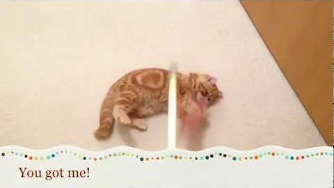 Video 1212841: exotic shorthair kitten, shorthair kitten first