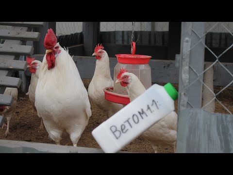 ХОЧЕШЬ МНОГО ЯИЦ, ДАЙ ЭТО КУРАМ. ПРОБИОТИКИ .