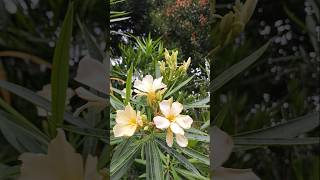 home plant garden Oleander🌸🌺🌸☺️ #flowers #houseplant #plantsofindia #plants #garden