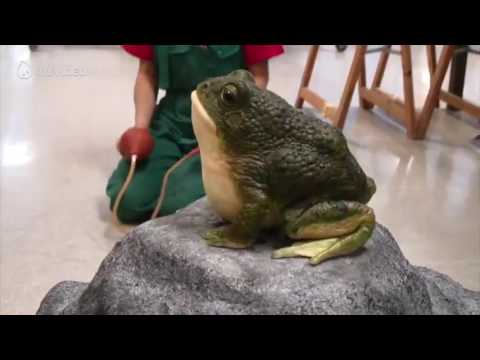 როგორ გავაკეთოთ ბაყაყი