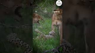🦁💥 SHOCKING! Lion Takes Down Leopard in Epic Battle! #Shorts #Short Profile
