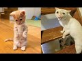 Try Not To Laugh or Grin While Watching Funny Animals Compilation #21