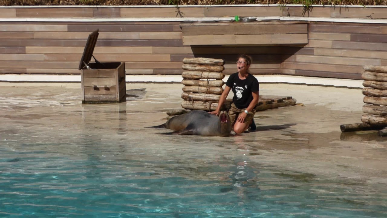 spectacle des otaries  - zoo de la flèche - 10 aout 2019