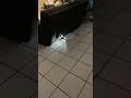 You travel but have a furry dog you need a robot to help 😂 #travelife #doglife #housecleaner