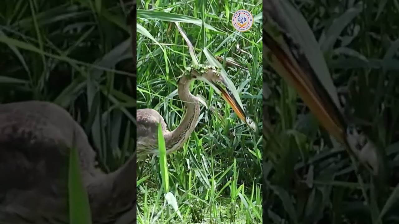 Birds catch fish as food