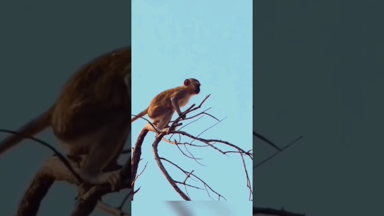 Monkey saves his life by jumping | 