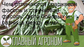 Чем отличаются спаржевая фасоль и стручковая фасоль: фото бобовых и разница между ними