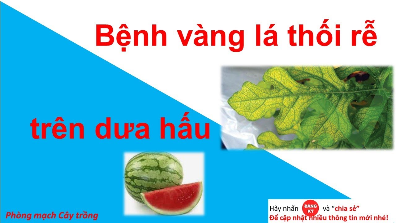 Phòng trị Bệnh vàng lá thối rễ trên dưa hấu | Phòng mạch cây trồng | biểu hiện | thuốc phòng trị |