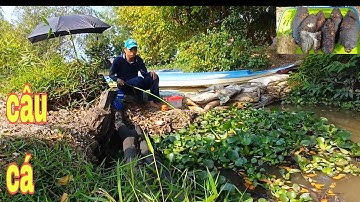 t85 câu cá rô đồng ở miệng cống. và ăn cơm với cá rô nướng.