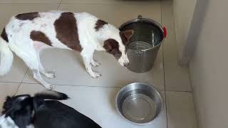 Siesta Time and Our Nice Giant Snowy Sleeping Like a Baby - Takis Shelter