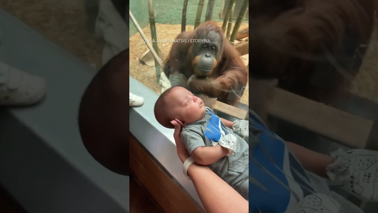 Curious Orangutan Taps Glass Inspects Baby At Louisville Zoo