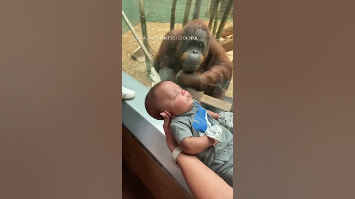 Curious orangutan taps glass, inspects baby at Louisville Zoo