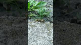 The wasp attacks the Colorado potato beetle