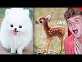 Try Not To Say AWW Challenge! (IMPOSSIBLE)