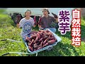 暑すぎる異常な秋...紫芋収穫!無肥料無農薬の自然栽培!大豊作?! 鬼嫁とボクの田舎暮らし